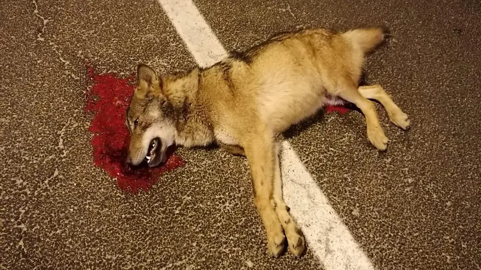 Dieser Wolf wurde in Slowenien beim Überqueren einer Straße angefahren und verendete.