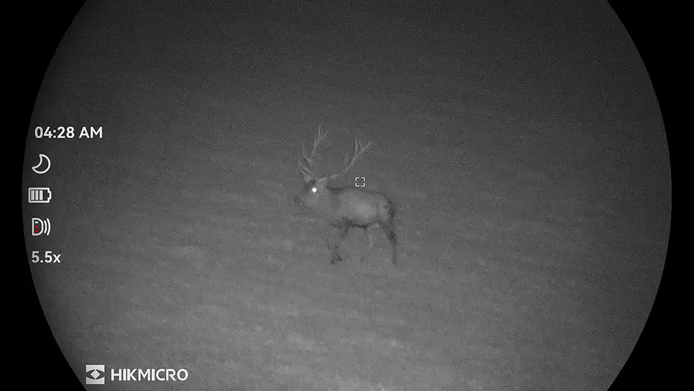 Brunfthirsch aufgenommen mit Wärmebild-Funktion