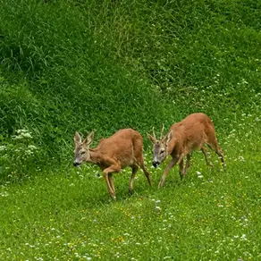 Roe Deer Calling