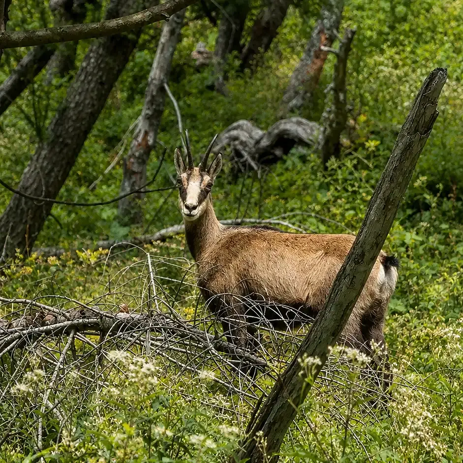 Waldgams