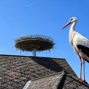 Storch bei Kunsthorst
