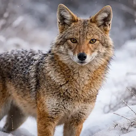 Goldschakal: Wie ein Allesfresser Europas Kulturlandschaften erobert