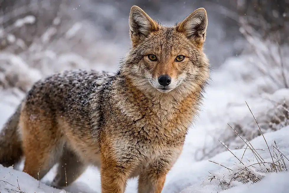 Goldschakale breiten sich in Europa immer mehr aus - andere Wildtiere, wie Rehwild, Füchse oder Hasen reagieren mit Veränderungen darauf. 