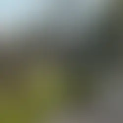 Wildwechsel Reh überquert die Straße