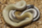Thailand Cave Dwelling Rat (Ridleyi)
