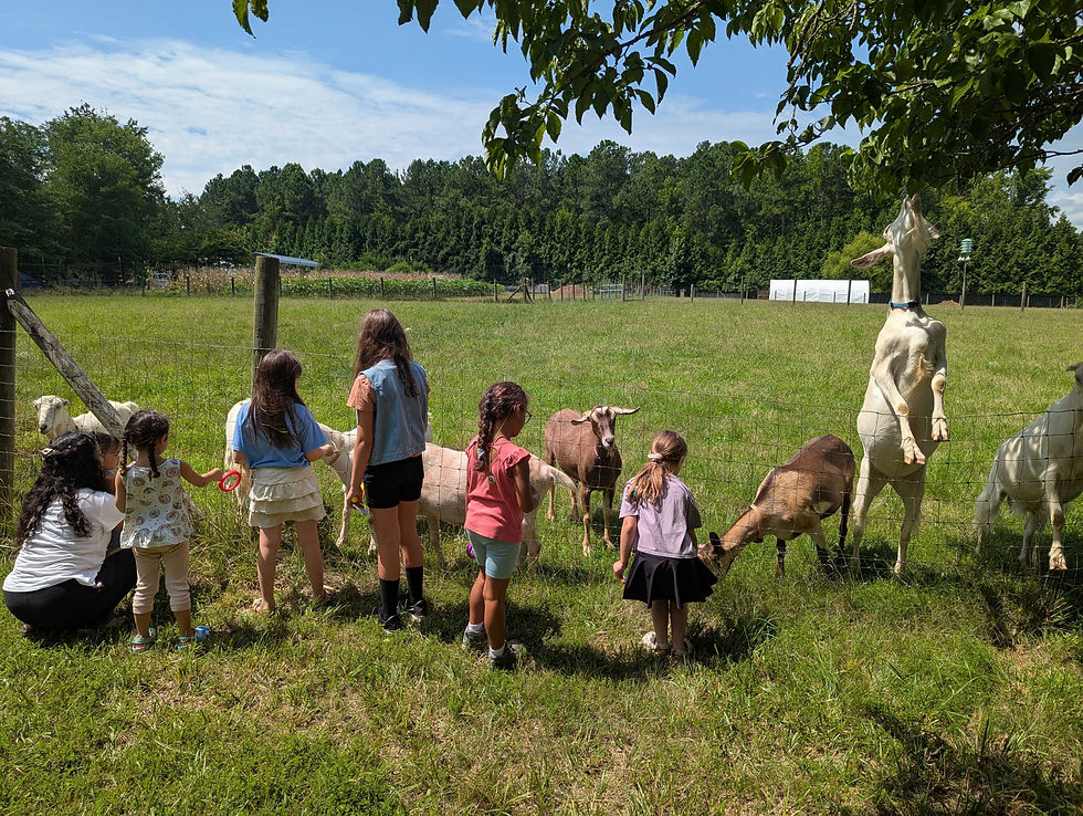 Farm + Forest Summer Camp
