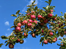 Apples - Concord, NH