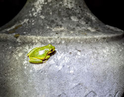 treefrog at magnolia cemetery