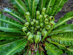 Asplenium - Bird's Nest Fern - Orlando, FL