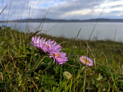 hillside flowers - Point Reyes, CA