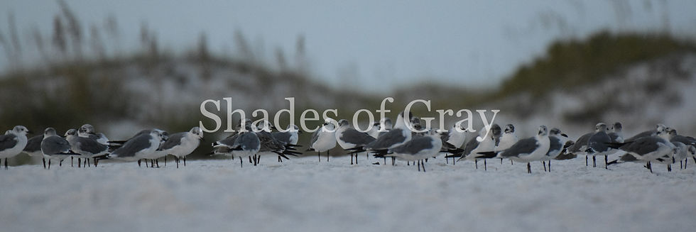 Thumbnail: Shades of Gray