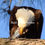 Thumbnail: Bald Eagle Series