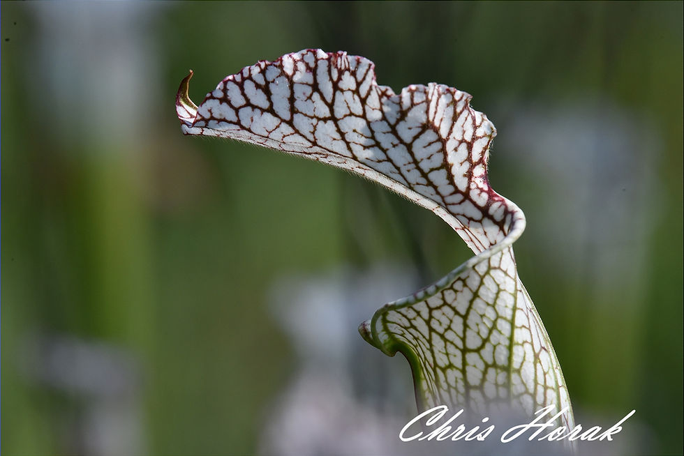 Thumbnail: Chattering Pitcher Plants