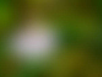 Passion Flower and Emerald Green Spider