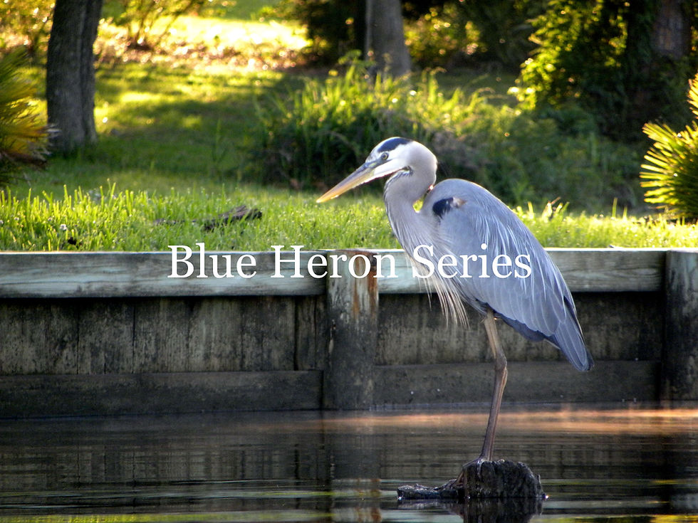 Thumbnail: Blue Heron Series