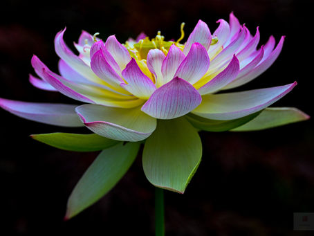 Sacred Lotus Daydreaming in Jingling