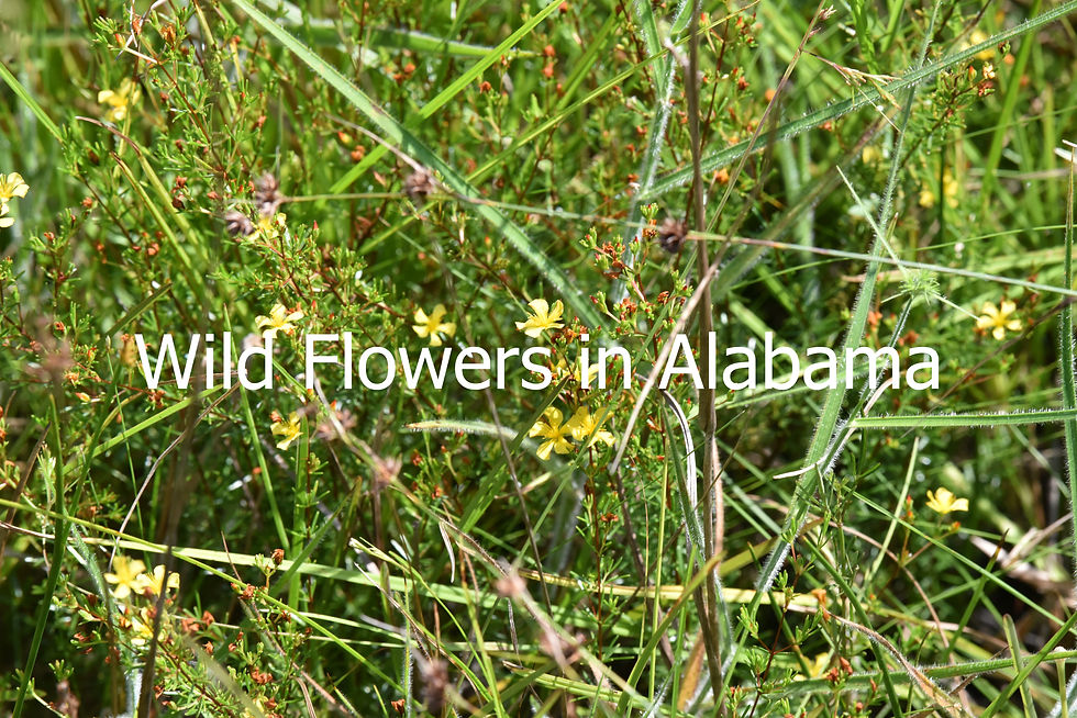 Thumbnail: Wild Flowers in Alabama