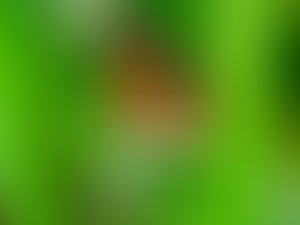 Alabama Butterflies in the Wild 15