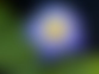 Water Lilies in the New Orleans Botanical Gardens