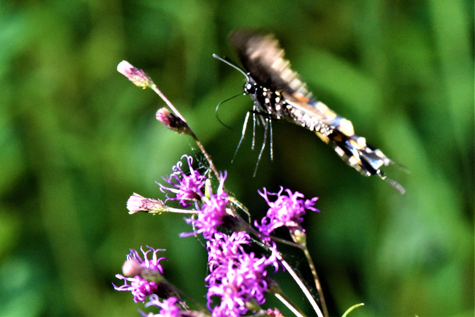 Thumbnail: Butterflies