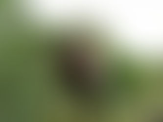 Atlanta Botanical Gardens Creatures 2018