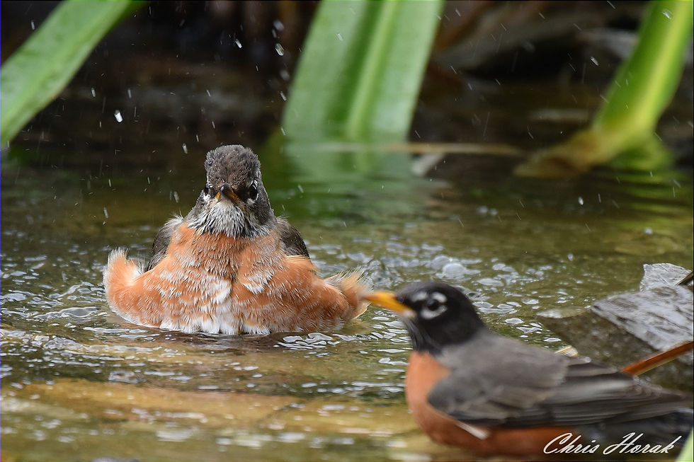 Thumbnail: The Bathing of the Migrating Birds