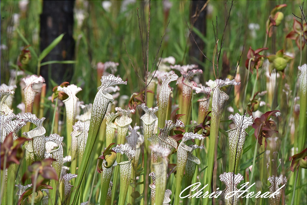 Thumbnail: Chattering Pitcher Plants