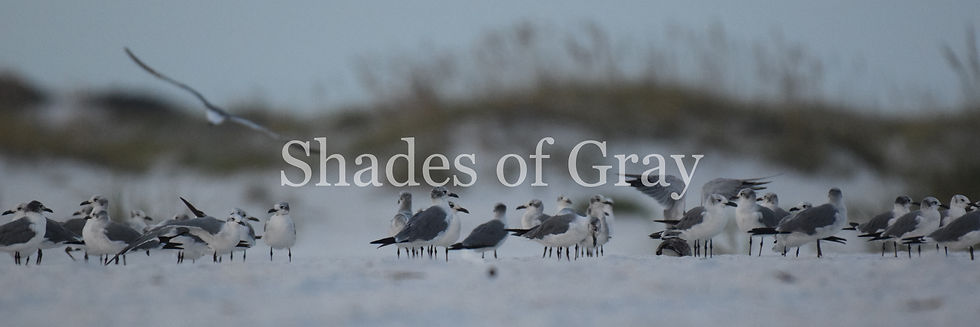 Thumbnail: Shades of Gray