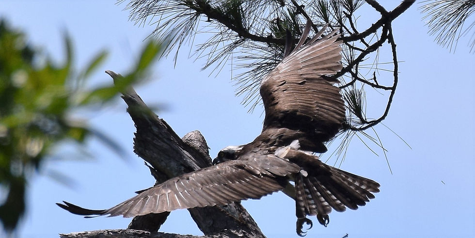 Thumbnail: Building a Nest