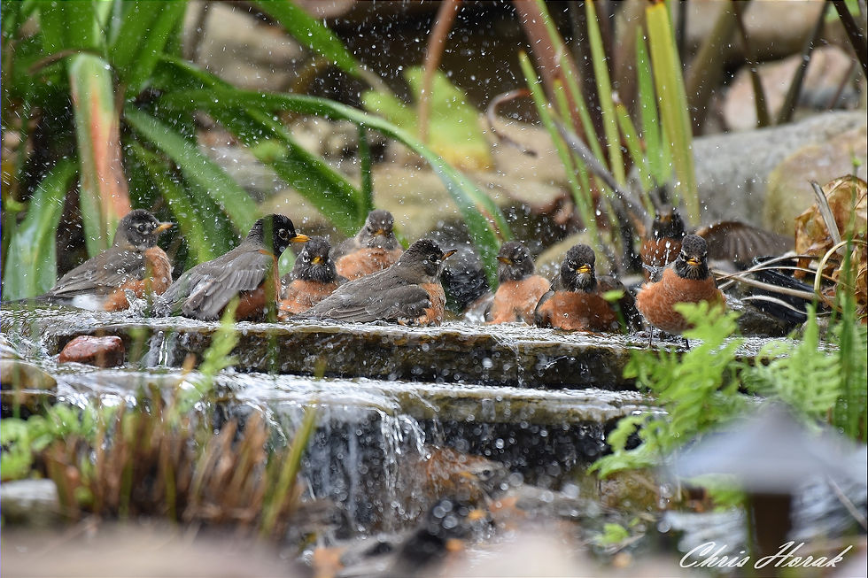 Thumbnail: The Bathing of the Migrating Birds