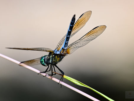 Blue Dragon Flies