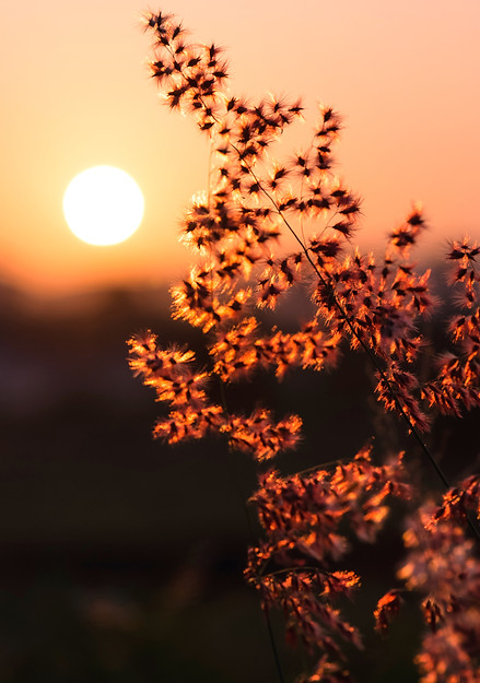 vecteezy_sun-at-sunset-in-field-flower-g