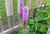 Blazing Star Blooming.jpg