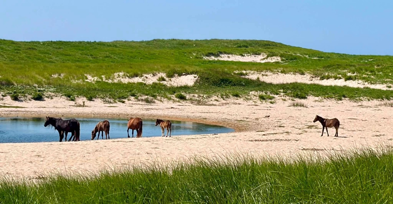 Horses gathered at a pond beneath the dunes