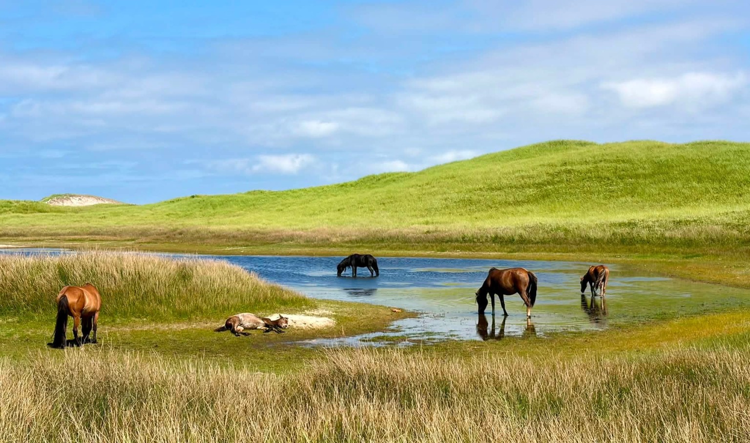 Wild horses beside a pond among the green dunes of Sable Island