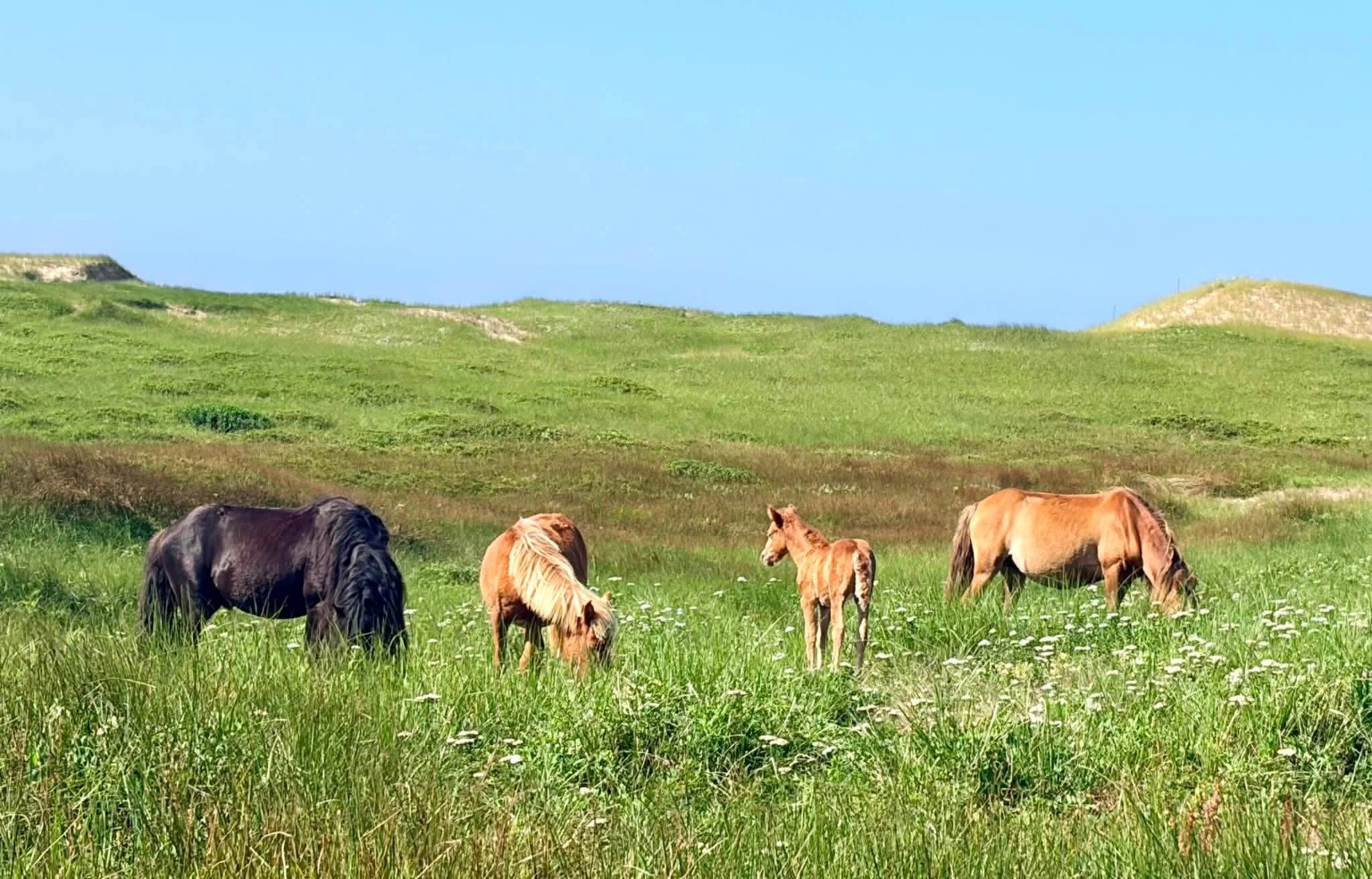 Wild horses and a foal grazing among wildflowers