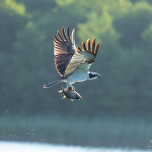 Fischadler mit Fisch