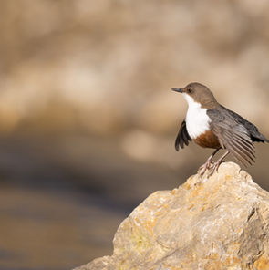Wasseramsel