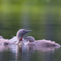 Sterntaucher mit Küken