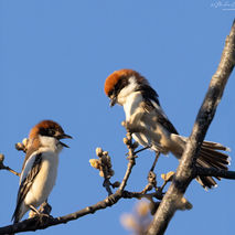Rotkopfwürger bei der Balz