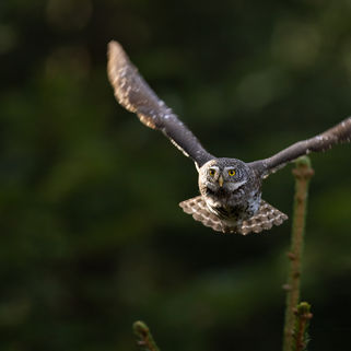 Sperlingskauz im Flug