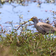 Senegalkiebitz, Senegal wattled plover