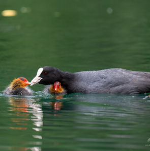 Blässhuhn füttert Küken