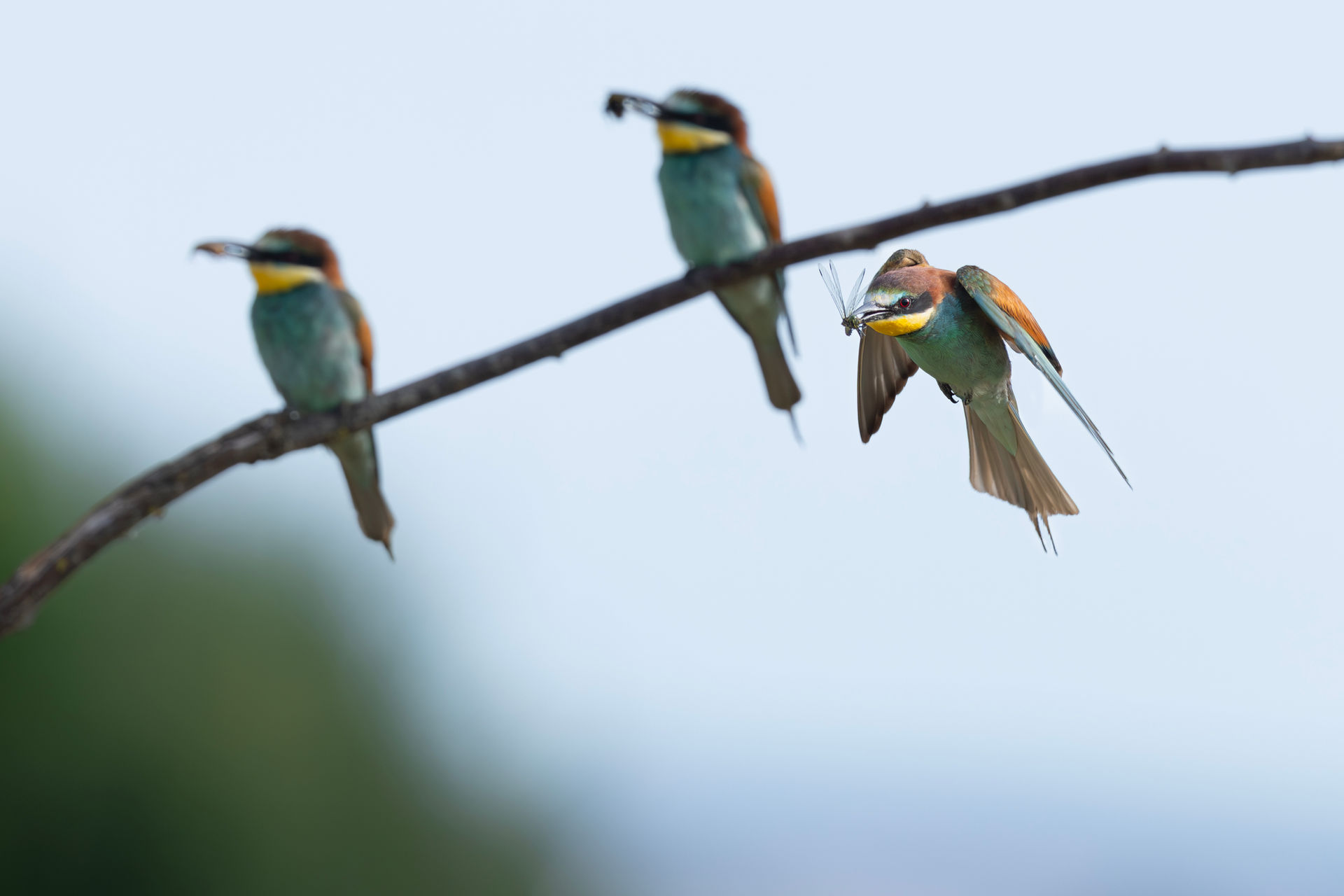 Bienenfresser im Anflug, eurasien bee-eater