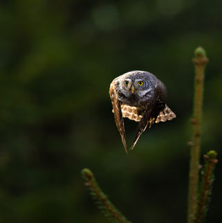 Sperlingskauz im Flug