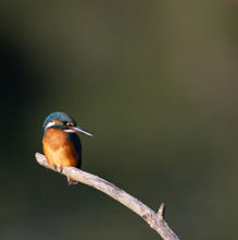 Eisvogel