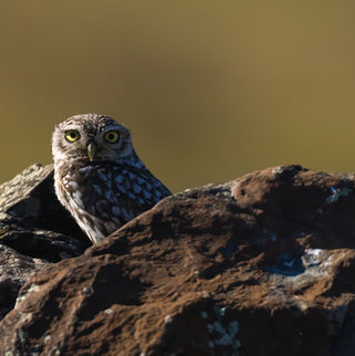Steinkauz in der Extremadura