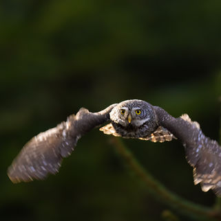 Sperlingskauz im Flug