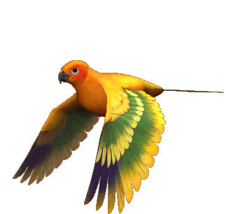 avistamiento de aves