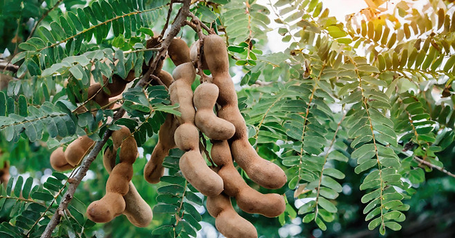 tamarindo.jpg